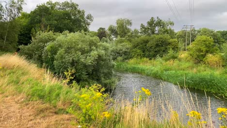 Hermoso-Río-Con-Campos-Verdes,-Pastos-Altos-Y-Arbustos-Forestales-En-Chippenham,-Inglaterra,-Clima-Ventoso,-Toma-De-4k