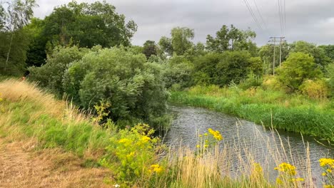 prachtige rivier met groene velden, hoog gras en bosstruiken in chippenham engeland, winderig weer, 4k shot