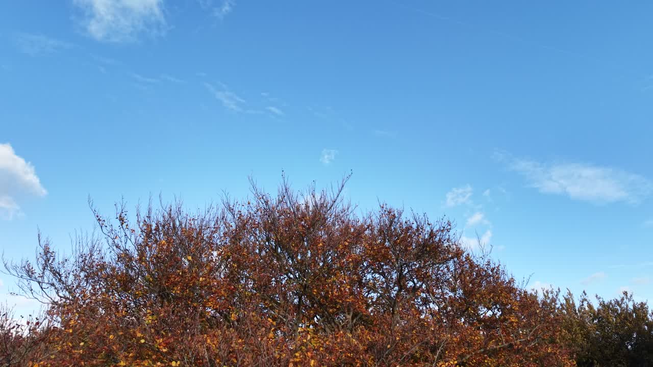 Drone rises through autumn tree canopy Epping Forest UK clear blue sky
