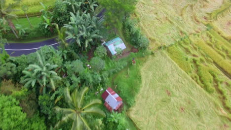 drone volando hacia adelante rápidamente inclinado hacia abajo sobre la carretera y palmeras verdes terrazas de arroz en indonesia paisaje verde de bali