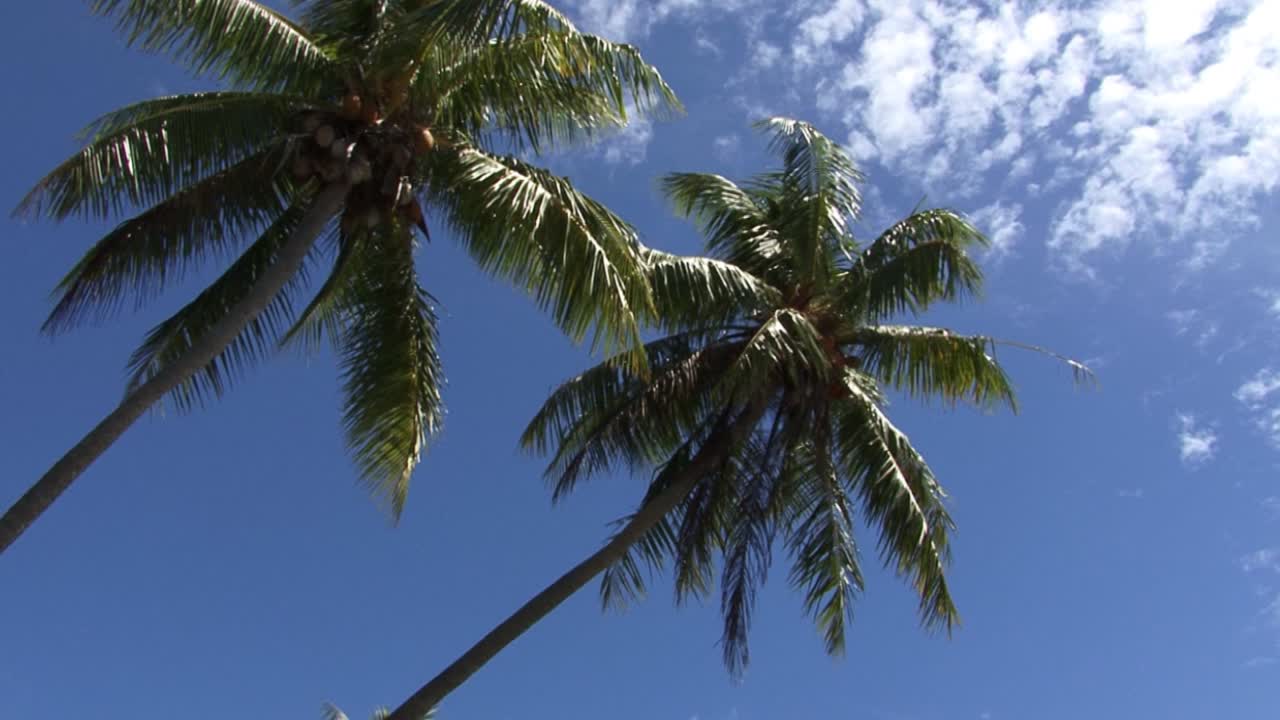 Slow pan from the palm trees in Bora Bora to the beach, French Polynesia.