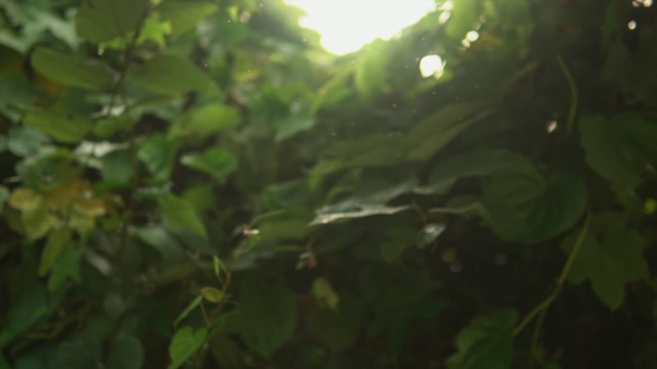 Green vegetation area with diffused light