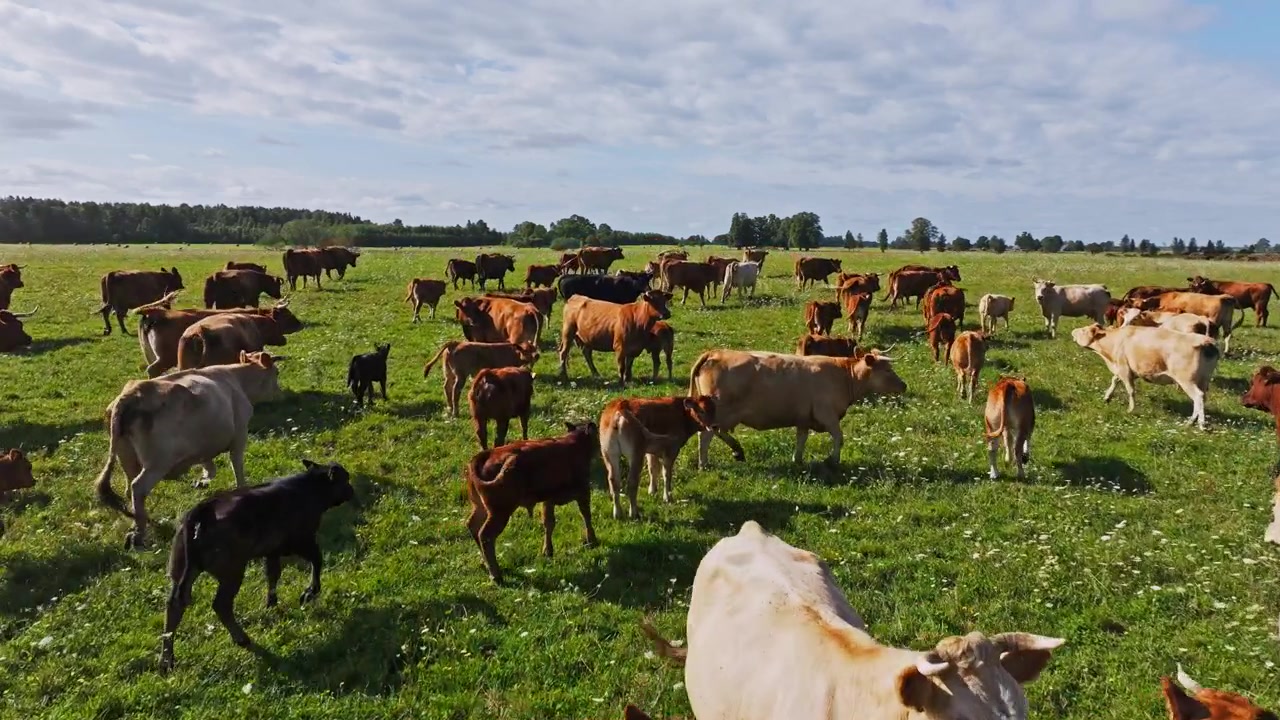 Vacas marrones y blancas pastan en un prado florecido bajo un cielo de verano nublado
