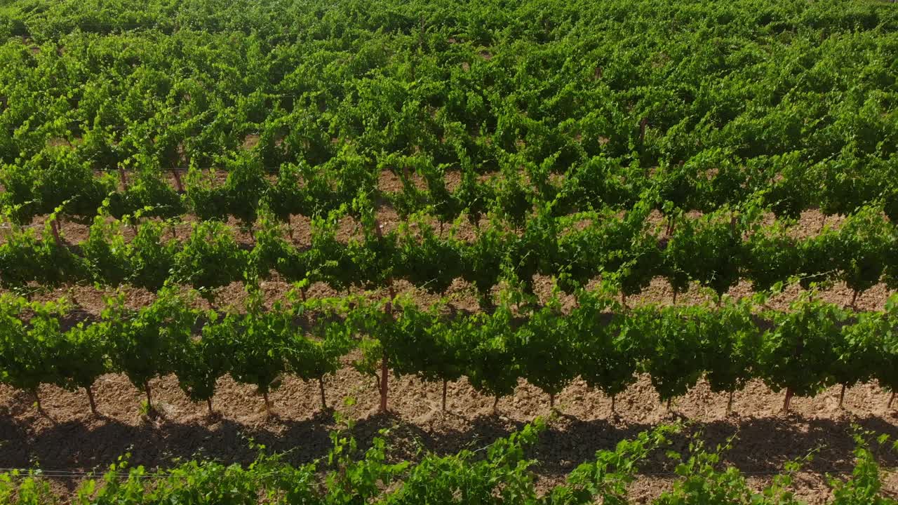 panorámica aérea sobre vides de viñedos en el valle de orcia en toscana italia