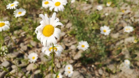 flor de leucanthemum vulgare en flor