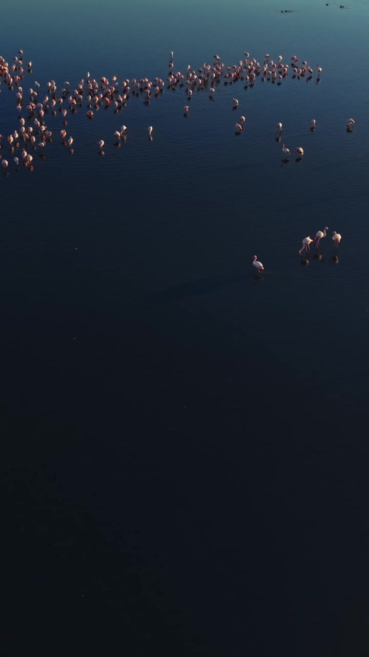 Des flamants roses se rassemblent en grand nombre dans une zone humide pendant la journée.