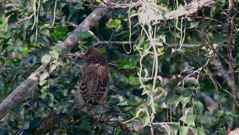 Die-Buffy-Fish-Owl-Ist-Eine-Große-Eule-Und-Doch-Die-Kleinste-Unter-Den-Vier-Fischeulen