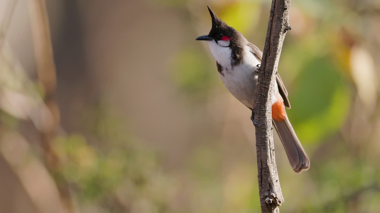 Primo piano di un Bulbul dai baffi rossi che spicca un volo improvviso da un ramo pendente nella lussureggiante foresta.