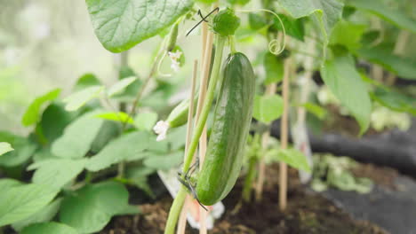 Frische-Saftige-Bio-Gurken-Wachsen-Auf-Pflanzen-In-Einem-Gewächshaus-Im-Garten,-Aus-Nächster-Nähe-Angebaut