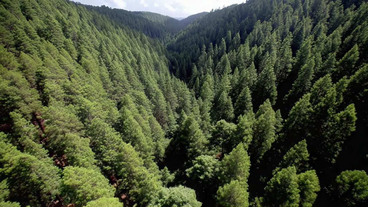 Aerial View of Lush Green Forest Valleys: Scenic Landscapes Showcasing Towering Trees and Dense Foliage in a Serene Natural Environment