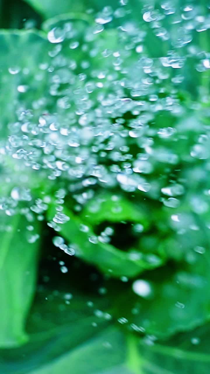 Close-up of glistening water droplets on vibrant green leaves in a lush garden setting after a refreshing rain shower, showcasing nature's beauty and tranquility