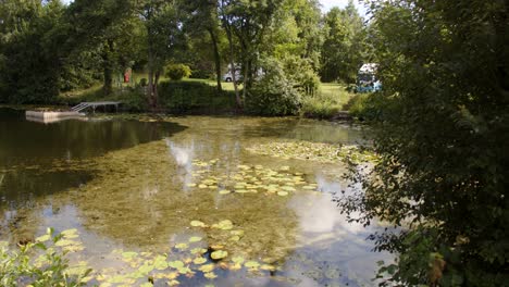 wide shot of sunny lake and water lily pads with foliage and tree in foreground and background
