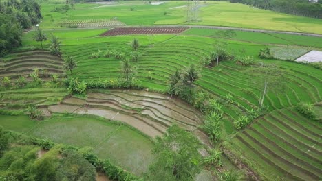 aerial view rural landscape of tropical country with green terraced rice field