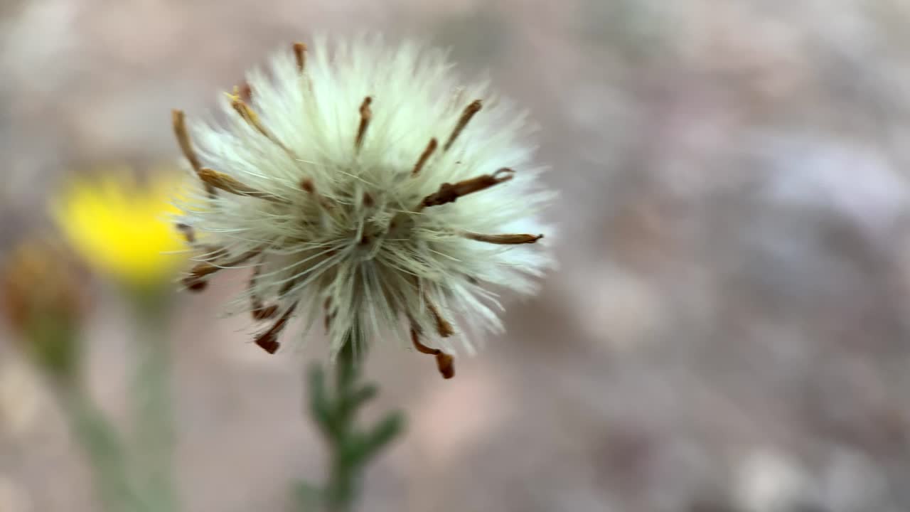 Gros plan macro d'une fleur d'Herbe de vie