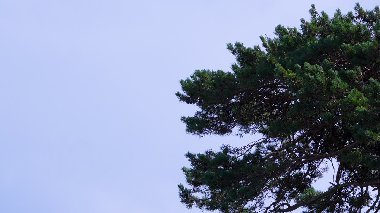 Il ramo verdeggiante di un pino si estende verso un cielo azzurro in una calma giornata autunnale a Jastarnia, in Polonia.