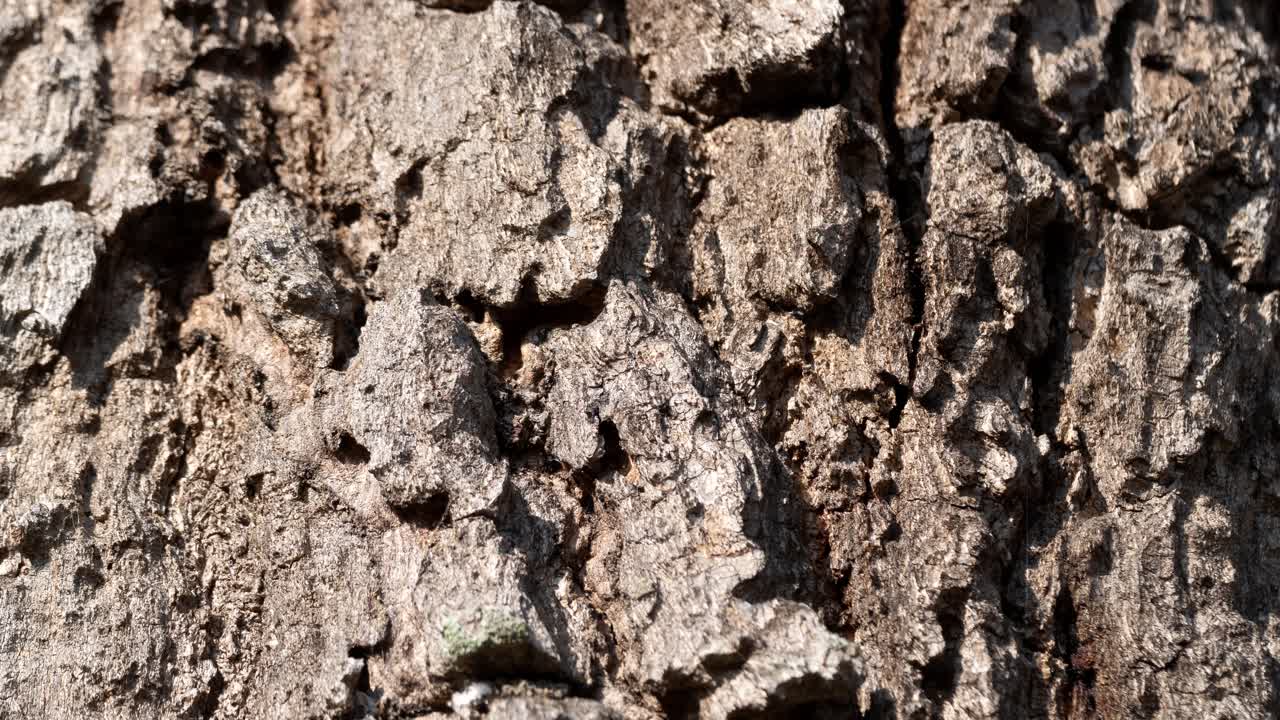 Explore the intricate textures of tree bark through a detailed zoom video analysis.