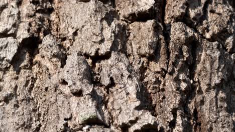explore the intricate textures of tree bark through a detailed zoom video analysis.