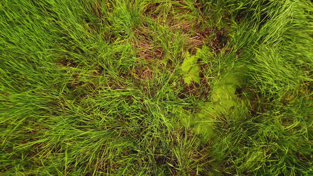 elevación aérea sobre un hermoso pantano verde y exuberante