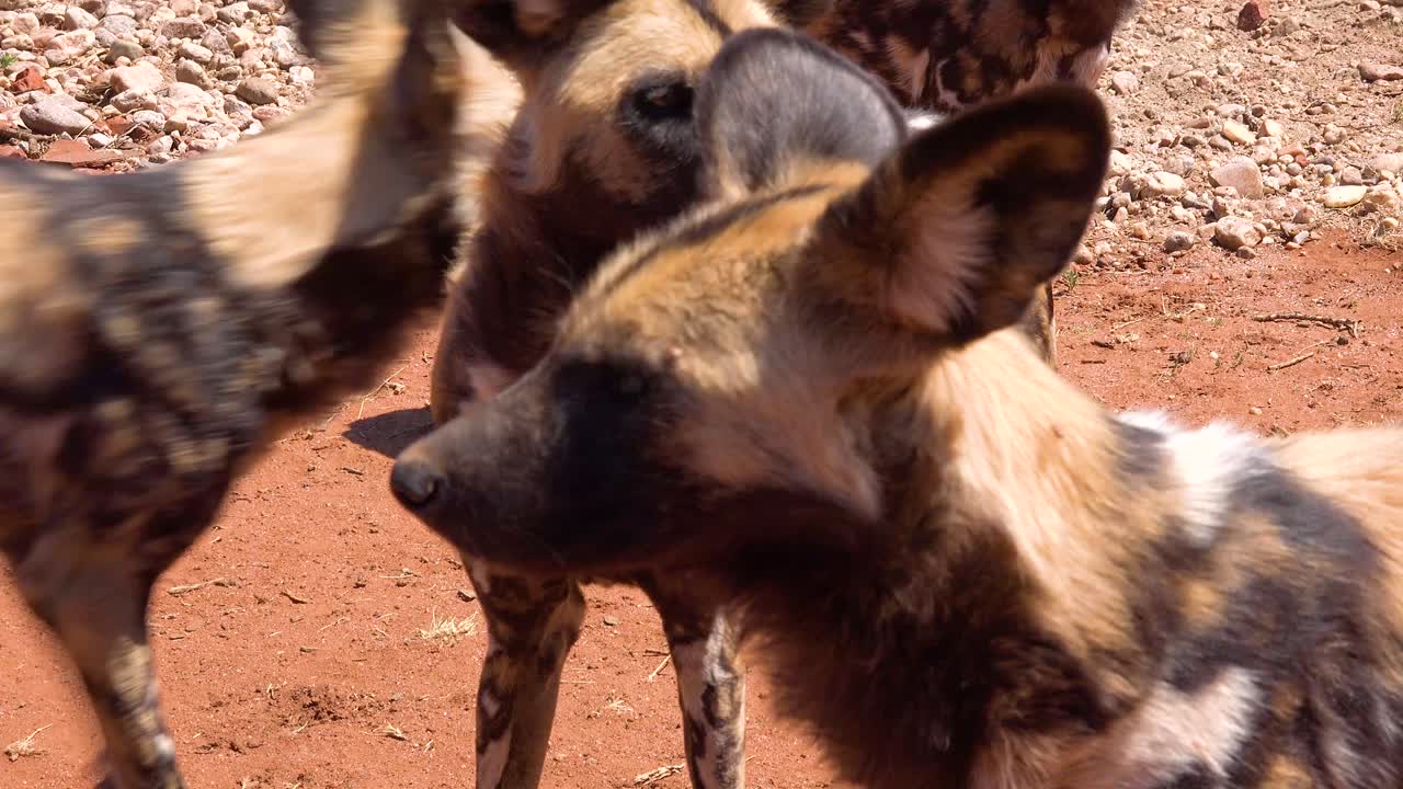 perros salvajes africanos raros y en peligro de extinción vagan por la sabana en namibia áfrica 4