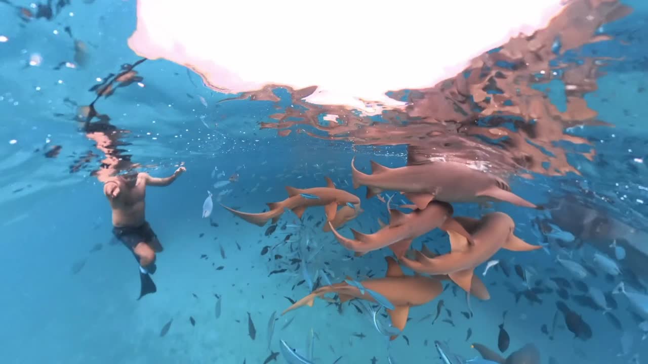 Snorkling med en stor gruppe sygeplejerskehajer i Fulidhoo, Maldiverne.