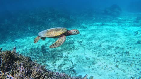 a side view of a sea turtle swimming under the tropical blue ocean