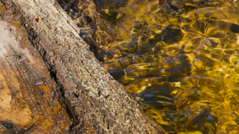 a crystal clear stream flowing under a fallen tree on a sunny morning