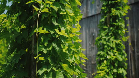 Eine-Reihe-Von-Säulen,-Um-Die-Sich-Der-Hopfen-Windet---Rohstoffe-Für-Die-Bierherstellung