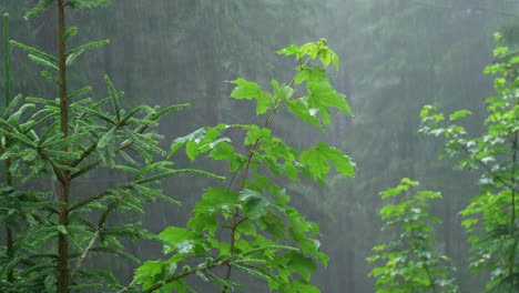 Junger-Ahornbaum,-Der-Einen-Regenschauer-In-Einem-Wald-Aushält