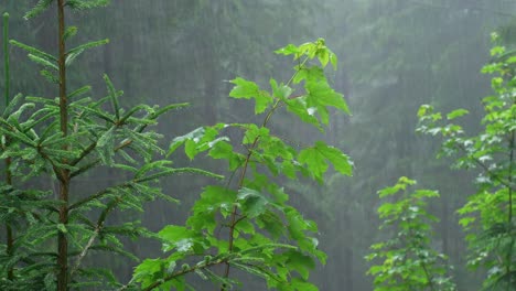 árbol-De-Arce-Joven-Soportando-Una-Ducha-De-Lluvia-En-Un-Bosque