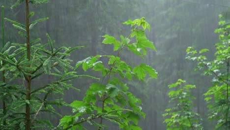 young maple tree enduring a rain shower in a forest