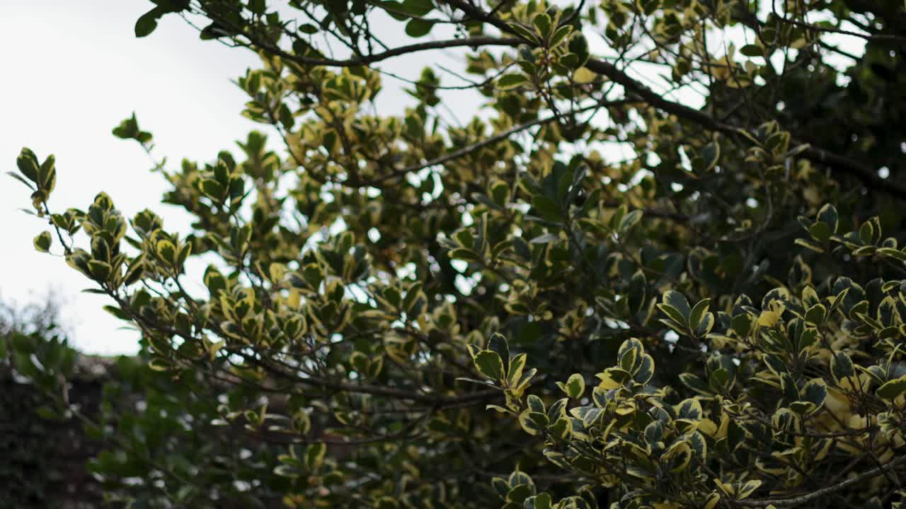 Holly tree branches swaying in the breeze