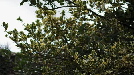 holly tree branches swaying in the breeze
