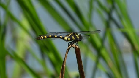 tiger dragonfly uhd mp4 4k video..