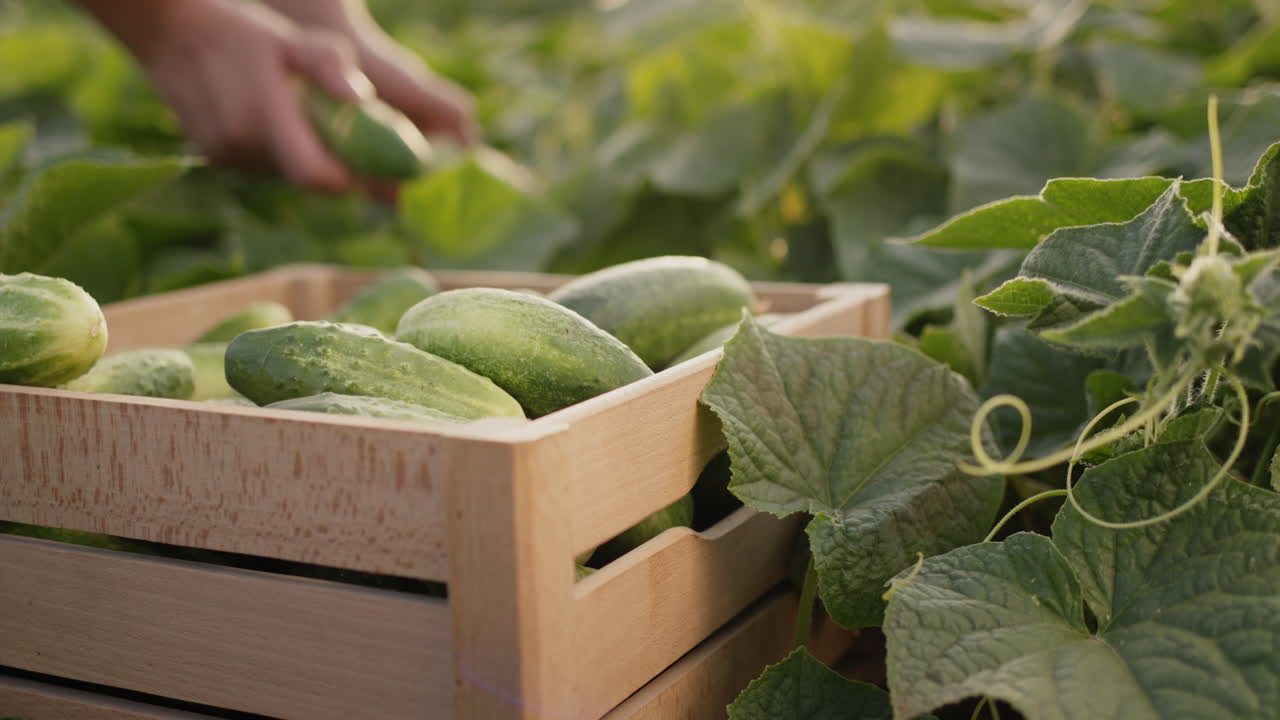 농부의 손은 잘 익은 오이를 찢어 상자에 넣습니다.