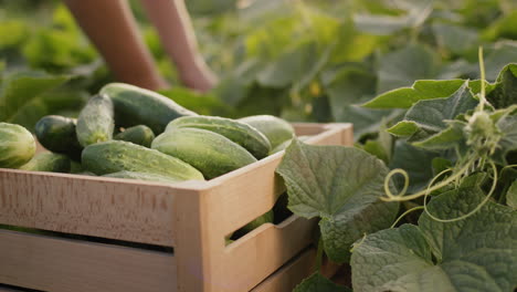 the farmer's hands tear off ripe cucumbers and put them in a box