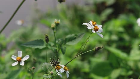 bee visits various flowers, pollinating them.