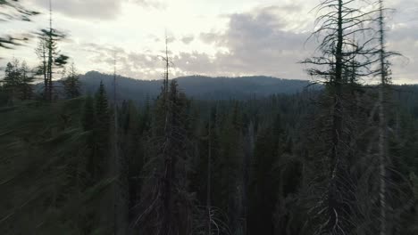 disparo aéreo volando a través de árboles que se elevan en altitud en sequoia al atardecer