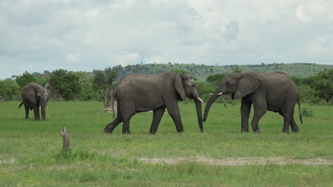 Two young African elephant bulls play fighting while a third elephant is feeding in the background, Savuti Botswana