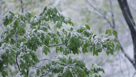 Schneefall-Auf-Grünen-Frühlingsblättern.-Die-Unstrafbarkeit-Von-Wetter-Und-Klimawandel-Auf-Dem-Planeten-Erde.