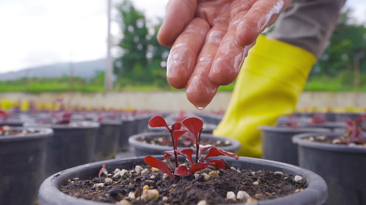 un florista masculino cuidando flores en un invernadero.