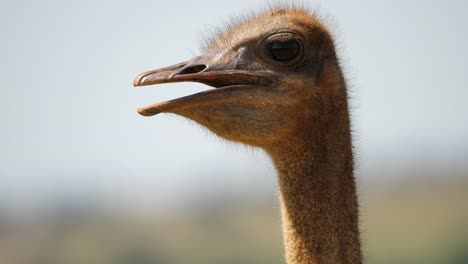 Close-up-of-Ostrich-head,-bird-slowly-turns-from-profile-to-portrait,-full-face,-selective-focus