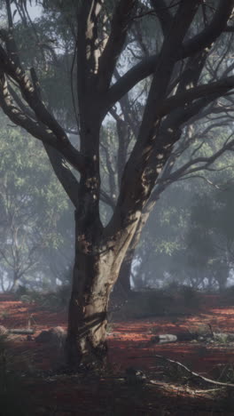 a misty eucalyptus forest in australia
