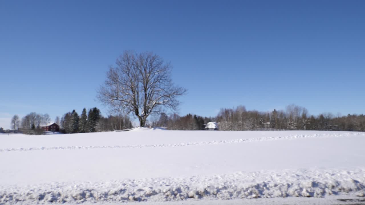 Oak tree stands alone in the middle of a snowy field on a blue sky