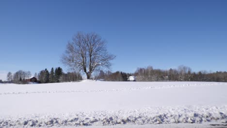 oak tree stands alone in the middle of a snowy field on a blue sky