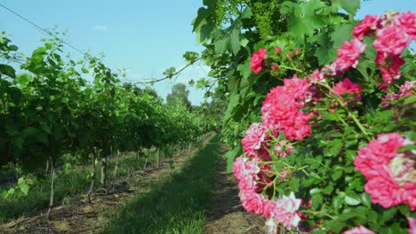 Rosas-En-El-Viñedo-Werderaner-Wachtelberg-En-Werder