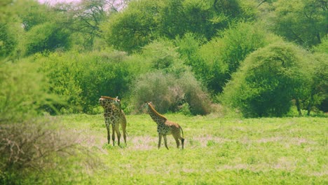 young giraffe in the wild with parent in green african plains