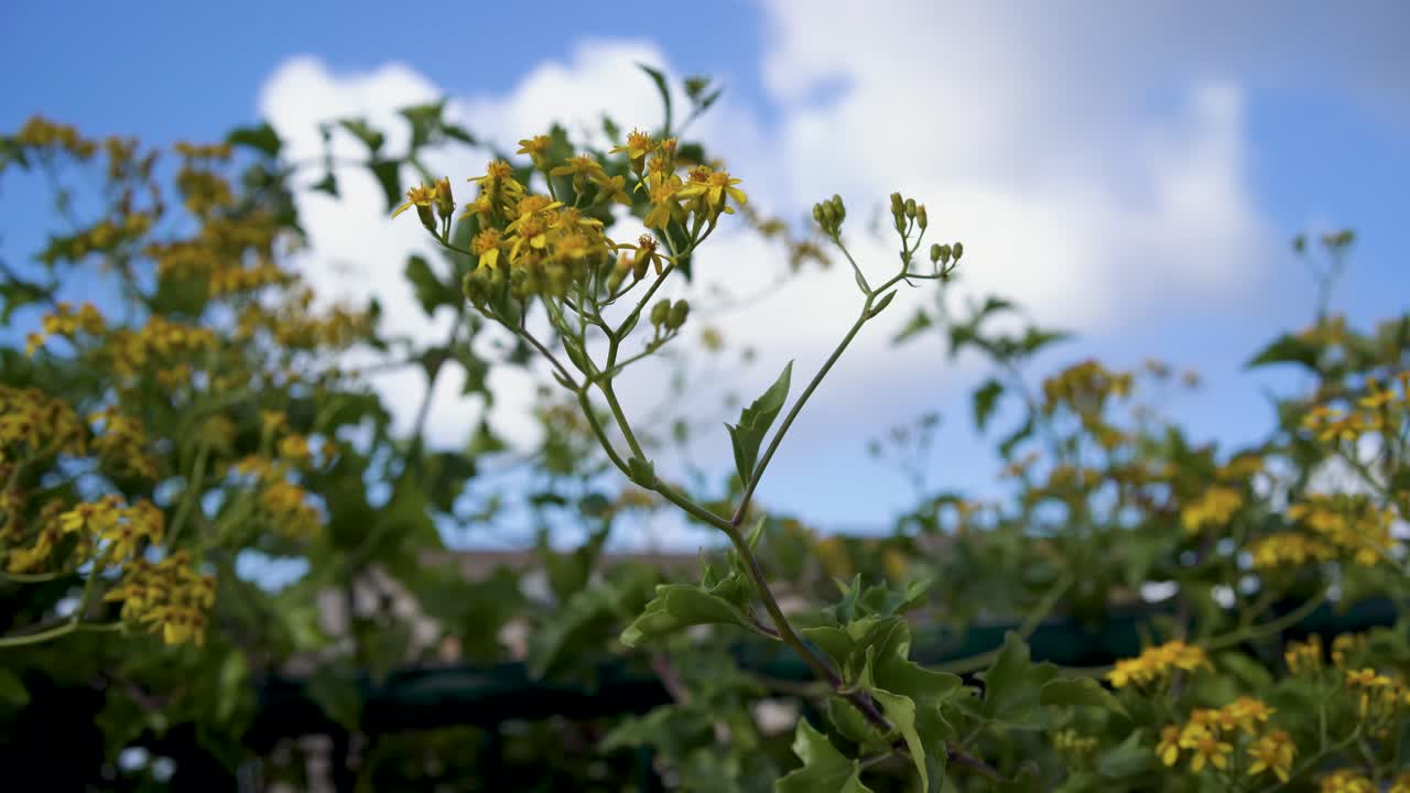 Bunch of flowers of Roldana petasitis, also known as the velvet groundsel or Californian geranium, evergreen subshrub
