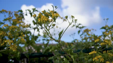 Bunch-of-flowers-of-Roldana-petasitis,-also-known-as-the-velvet-groundsel-or-Californian-geranium,-evergreen-subshrub