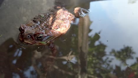 Brown-frog-floating-in-still-water-outdoors-with-reflection-of-sky-and-trees