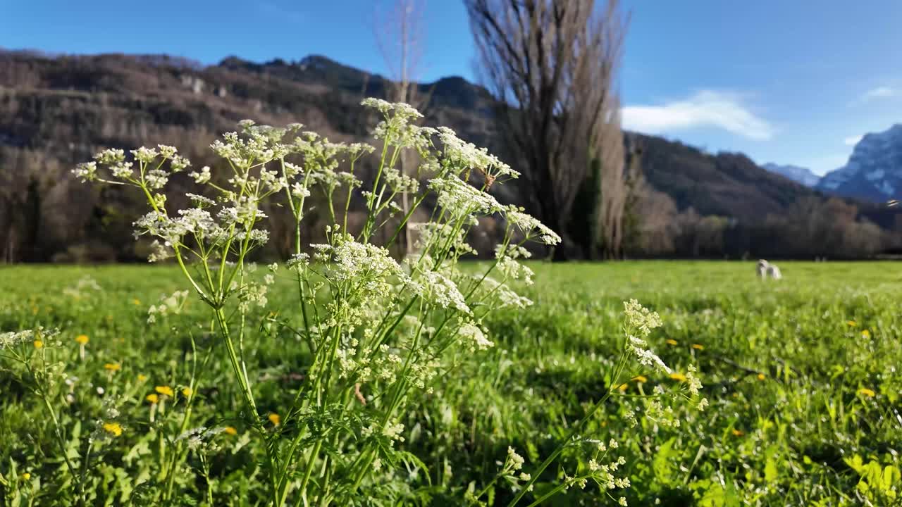 el perejil de vaca que crece en el borde de un campo tiene flores blancas con un fascinante valle de montañas en el fondo